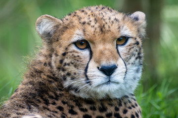 Obraz na płótnie Canvas Cheetah Close Up