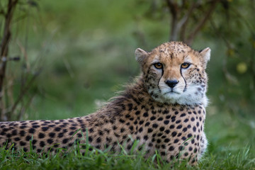 Fototapeta na wymiar Cheetah Close Up