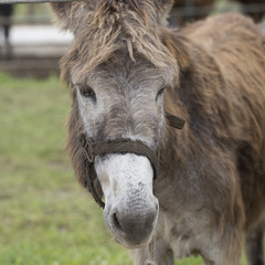 Donkey