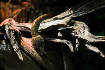 Голова змеи