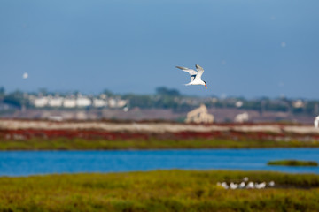 Common Tern 001