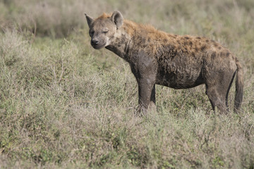 Hyena, Serengeti