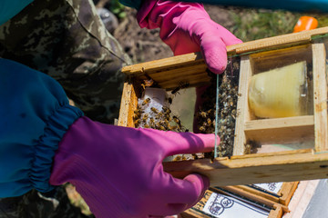 Beekeeper holding a small Nucleus with a young queen bee. Breeding of queen bees. Beeholes with honeycombs. Preparation for artificial insemination of queen bees.