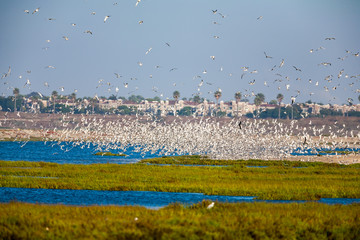 Common Tern 009