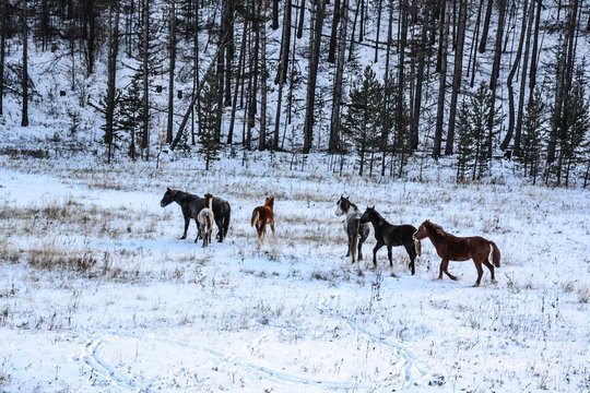 the wildhorses of sibira