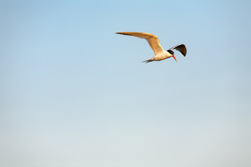 Common Tern 020