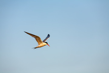 Common Tern 021