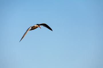Common Tern 022