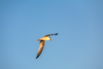 Common Tern 023
