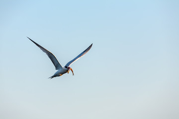 Common Tern 024