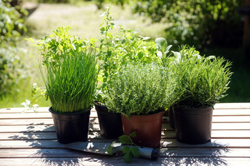 Potted kitchen herbs such as rosemary, thyme, parsley, sage, oregano and chives on a wooden table in the sunny garden, for fresh and healthy cooking