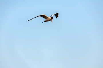 Common Tern 025