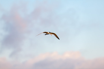 Common Tern 026