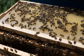 Honeycomb frame set up by bees, with lack of space for honey. Self-built bees waxed. Bee family in beehive. Bees in a hive on built-in wax. Honey frame.