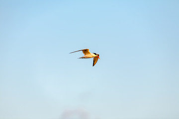 Common Tern 027