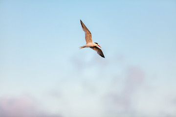 Common Tern 038