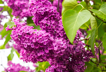 Blooming lilac on a leaf background.