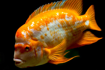 Золотая, оранжевая рыба © andrey2017