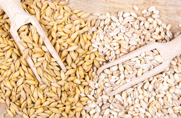 Barley grain or seeds and pearl barley.