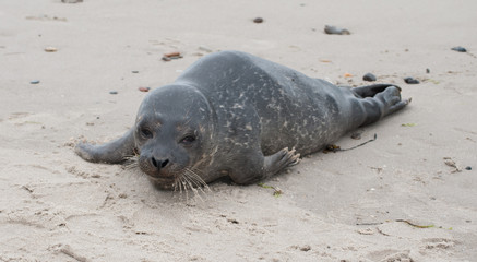 Young seal on beach at Skagen, Denmark