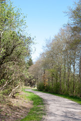 Spring wood road at Fur, Denmark