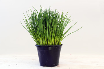 Chives, potted plant against a light gray background with copy space, kitchen herbs for fresh and healthy cooking - obrazy, fototapety, plakaty