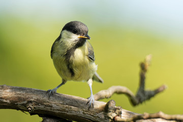 Fototapeta premium Juvenile Kohlmeise