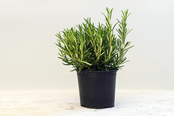 rosemary, potted plant against a light gray background with copy space, kitchen herbs for fresh and healthy cooking