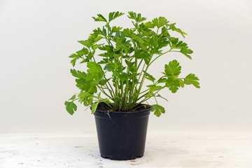 parsley, potted plant against a light gray background with copy space, kitchen herbs for fresh and healthy cooking