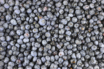 blueberry background