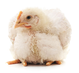 White chicken.