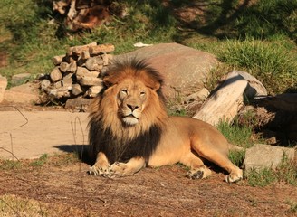 Obraz premium Male Lion at rest