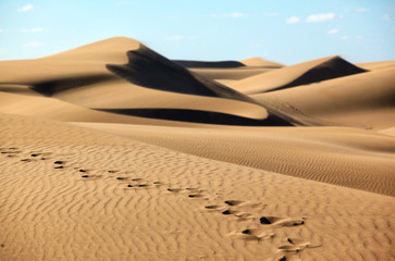 ślady na pustyni