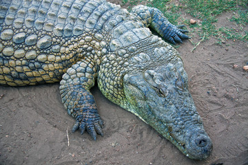 Front part of the body of the African crocodile