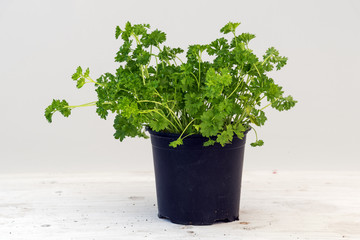 parsley, potted plant against a light gray background with copy space, kitchen herbs for fresh and healthy cooking