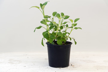 sage, potted plant against a light gray background with copy space, kitchen herbs for fresh and healthy cooking