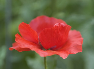 Fototapeta premium Salmon Icelandic Poppy