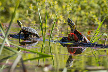 Two painted turtles on a log.
