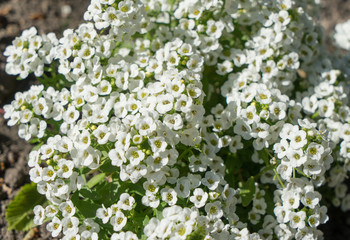 Flowers at the garden