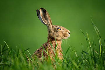 Wild European Hare Close-Up. Hare, Covered With Drops Of Dew, Sitting On The Green Grass Under The Sun.  Single Wild Brown Hare Sitting On The Green Field Of Wheat. Big Wild Hare On Green Background. - 158397257