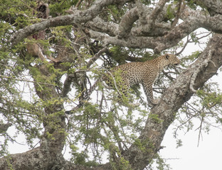 Fototapeta na wymiar Leopard Jumping up Tree