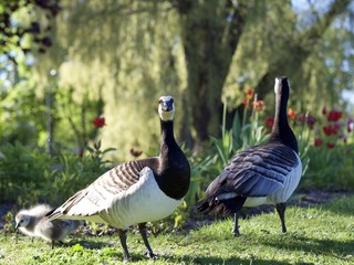 Canada geese in the Toolo Bay, Helsinki, Finland