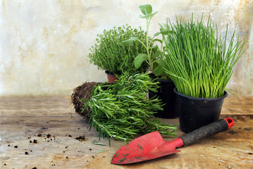 kitchen herb plants in pots such as rosemary, thyme, sage, and chives for fresh and healthy cooking...