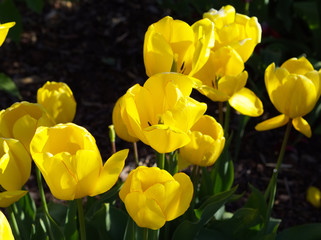 Yellow Tulip, Helsinki, Finland
