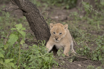 Curious Lion Cub, Serengeti
