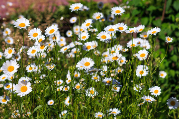 Photos of camomiles in Sunny day. A lot of daisies on a green background. Summer flowers in clear weather. The texture of the flowers with natural background.