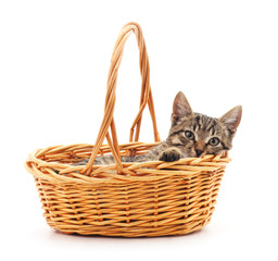 Fototapeta na wymiar Brown cat in basket.