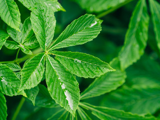 green leaves on summer time