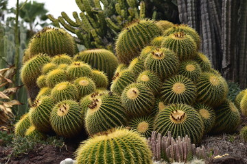Barrel cactus in a garden
