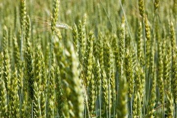 Field with wheat